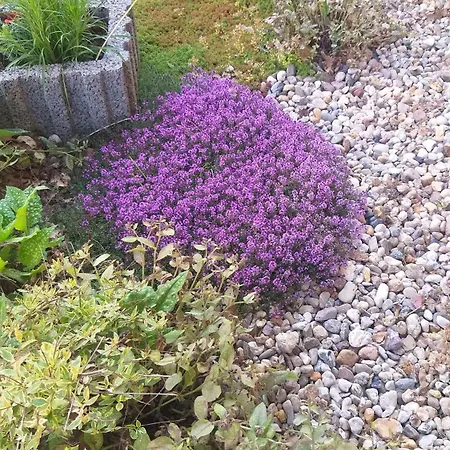 アパート Harzer Bauernhof *