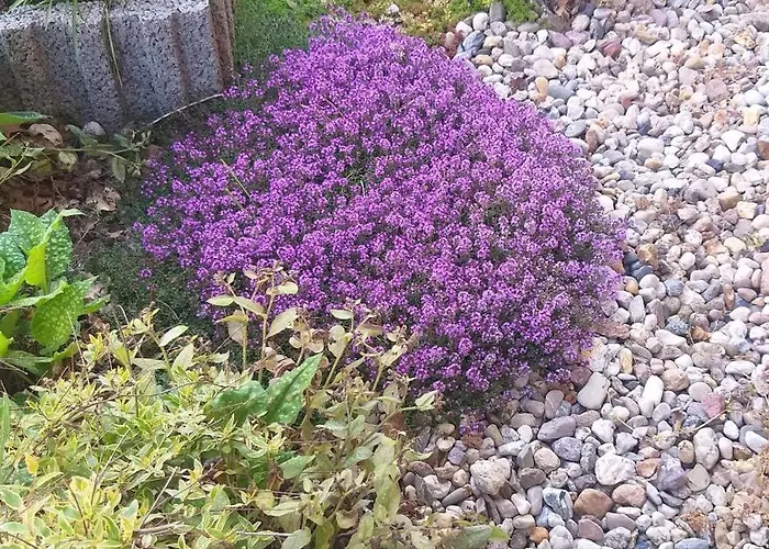 Appartamento Harzer Bauernhof *